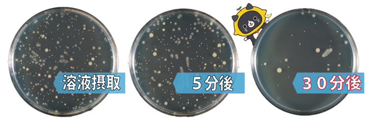 きれいッ粉の黄色ブドウ菌に対する除菌効果